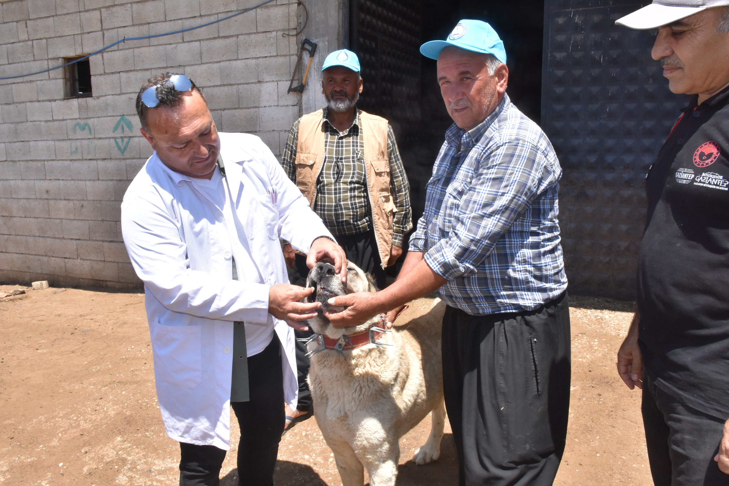 Belediyemiz �oban K�peklerini Koruma Alt�na Al�yor 